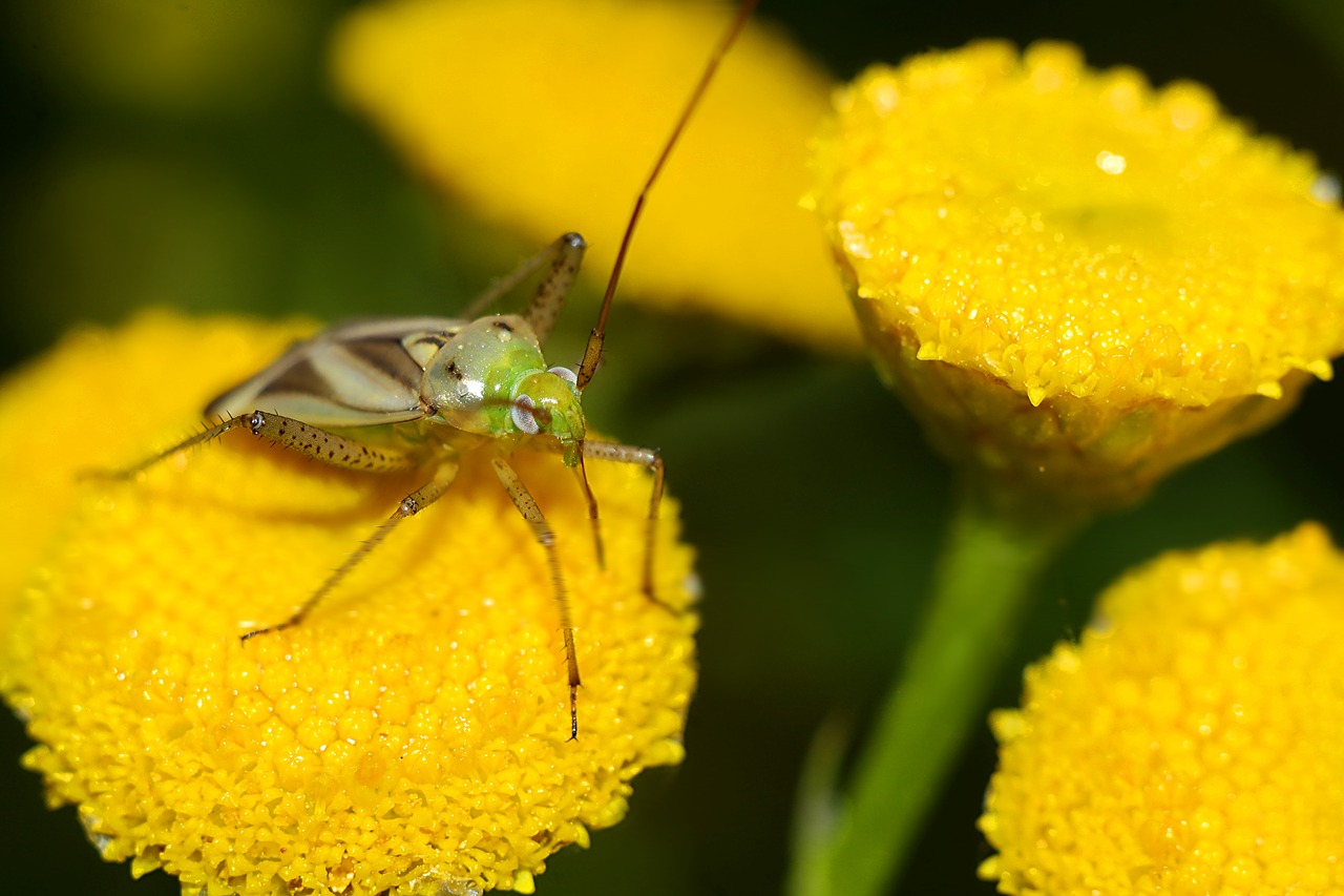 insect  macro  animals free photo