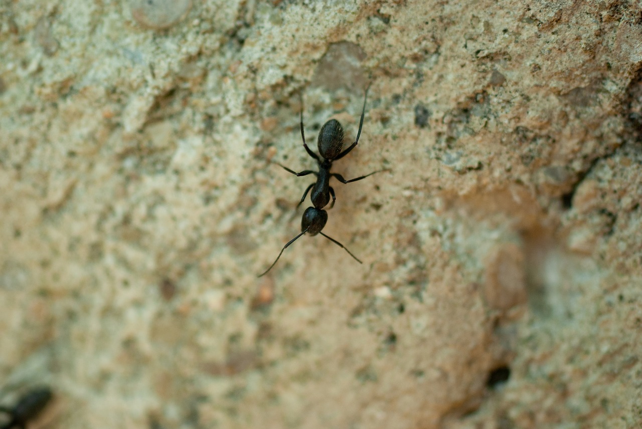 insect  ant  nature free photo