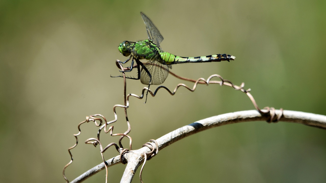 insect  dragonfly  swamp free photo