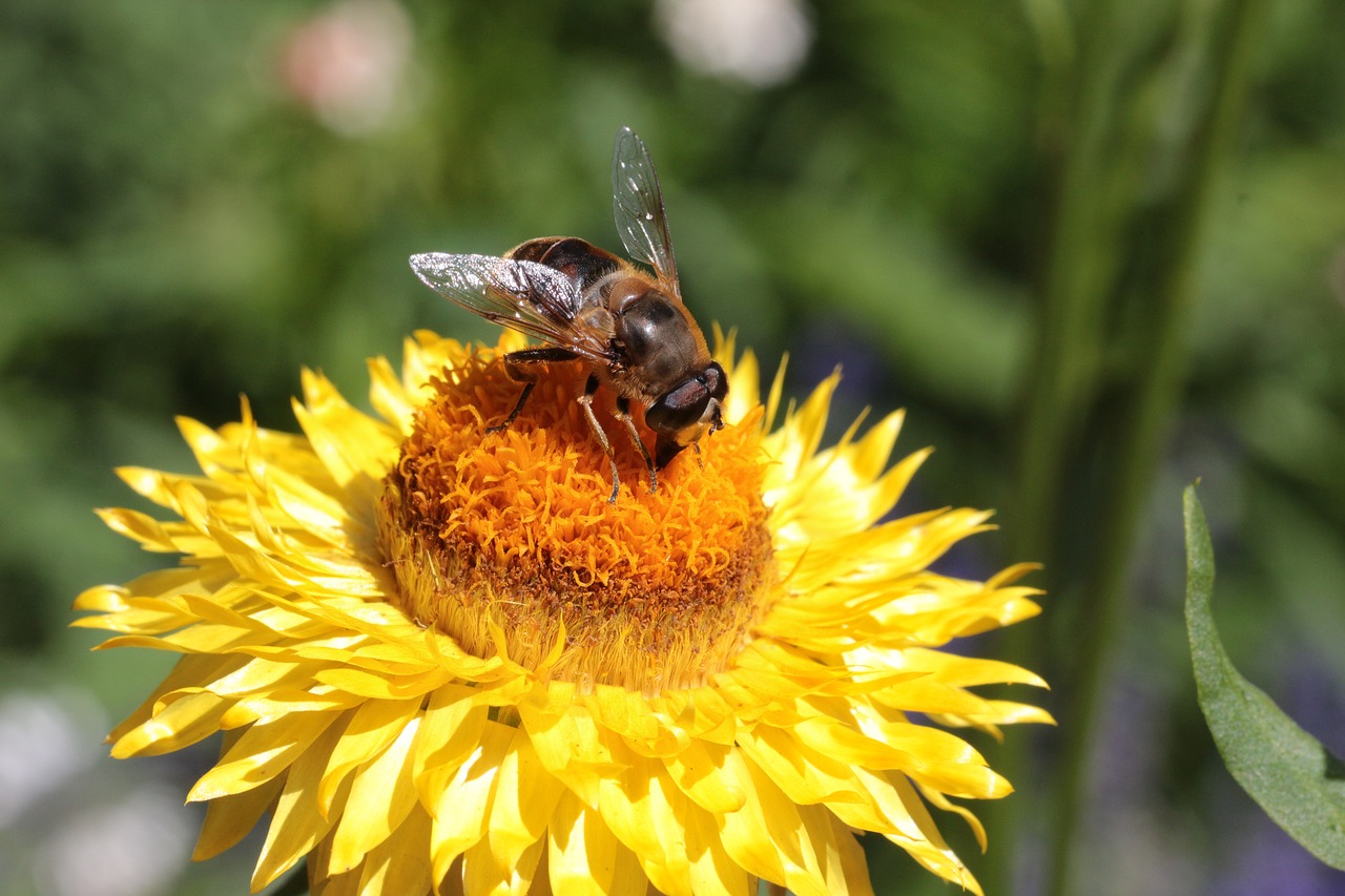 insect  macro  flower free photo