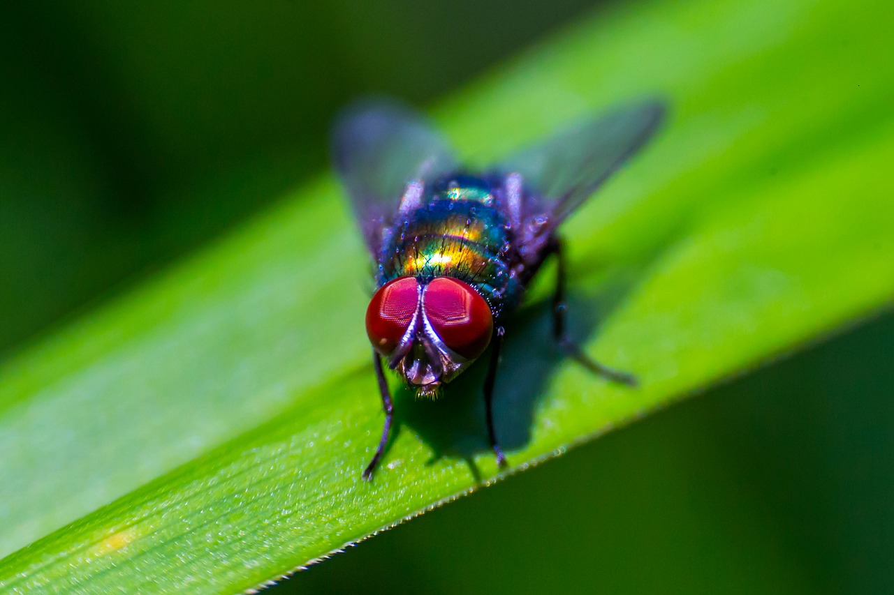 insect  fly  pest free photo