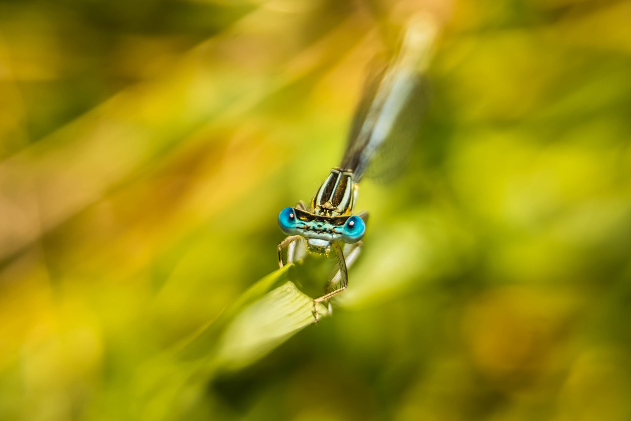 insect  dragonfly  close up free photo