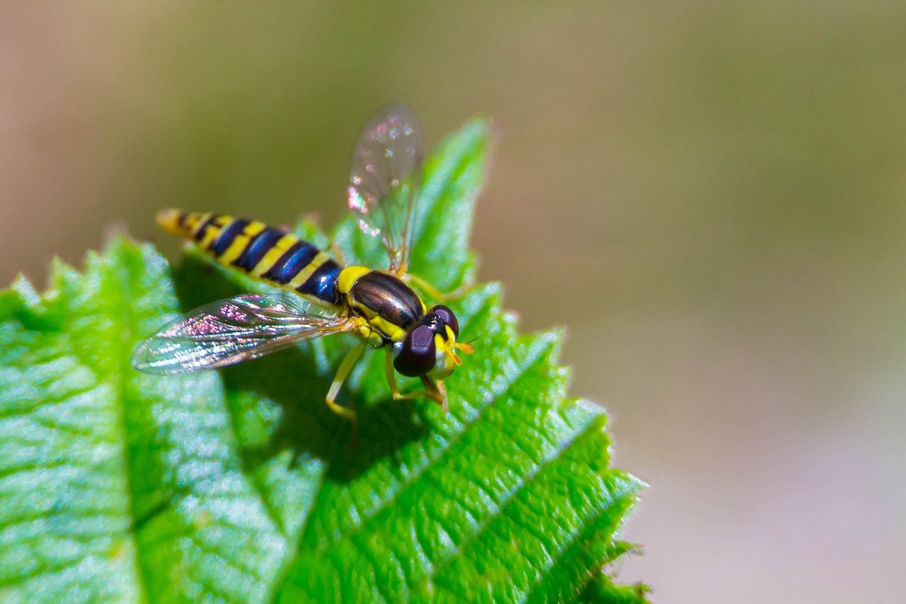 insect  fly  pest free photo