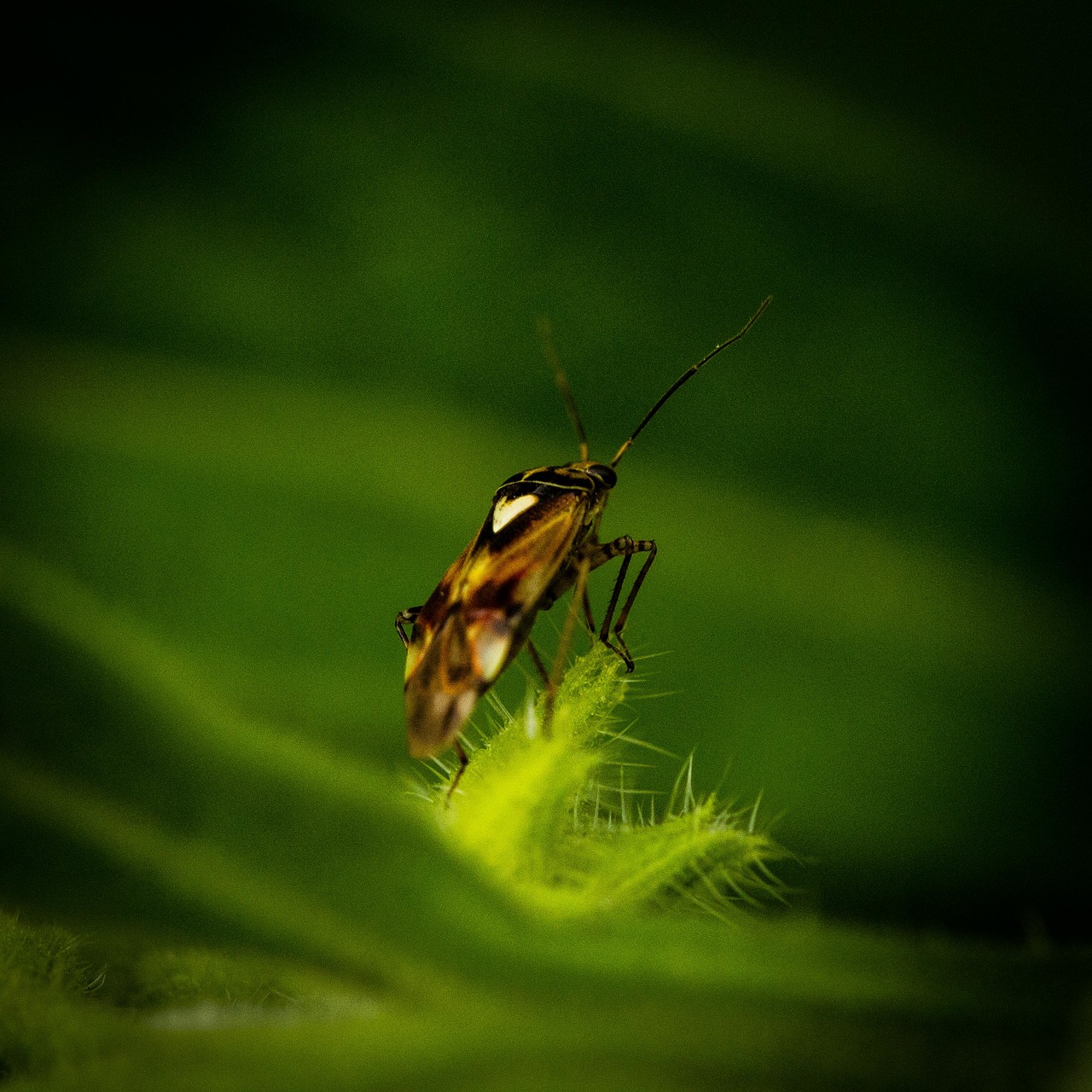 insect  green  animal free photo