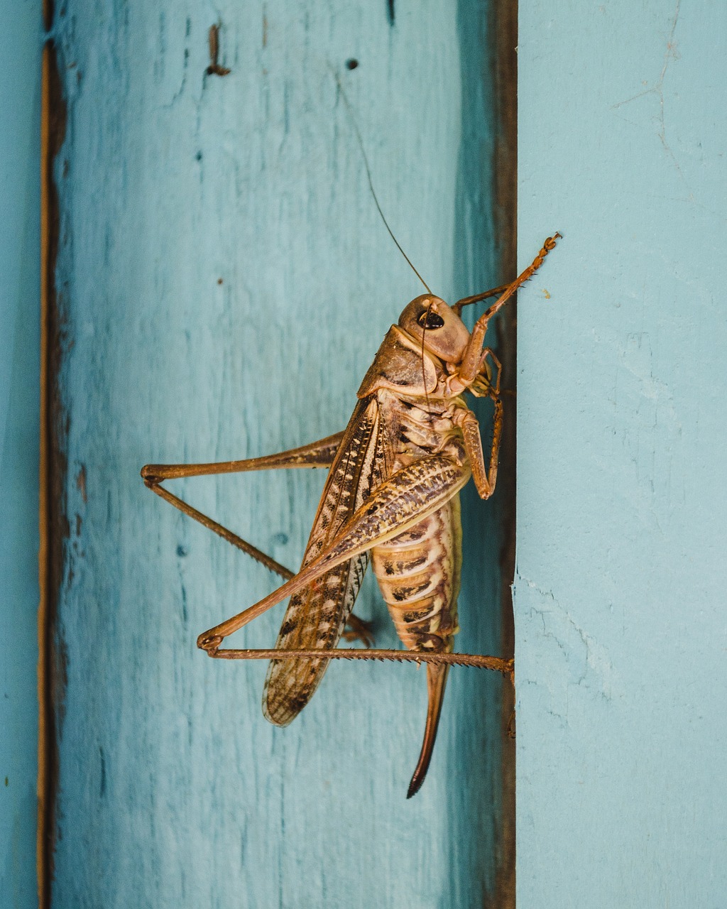 insect  nature  wings free photo