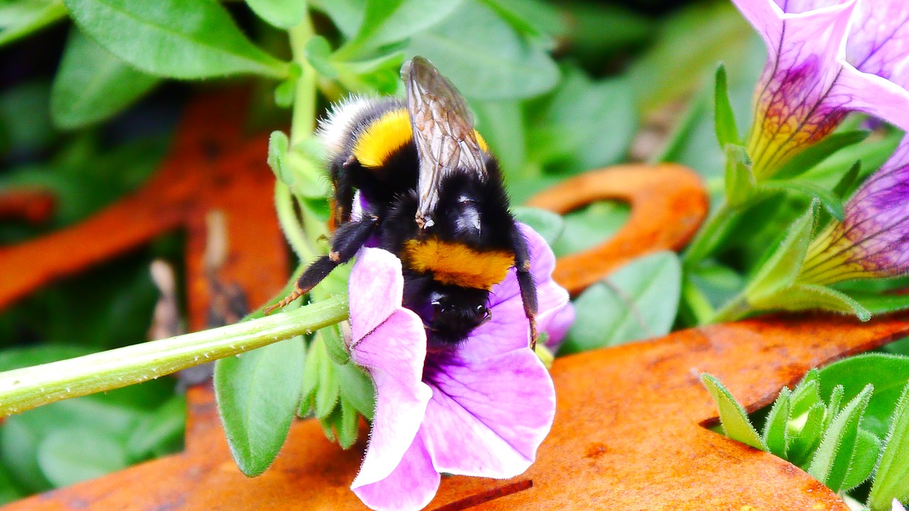 insect  hummel  nature free photo