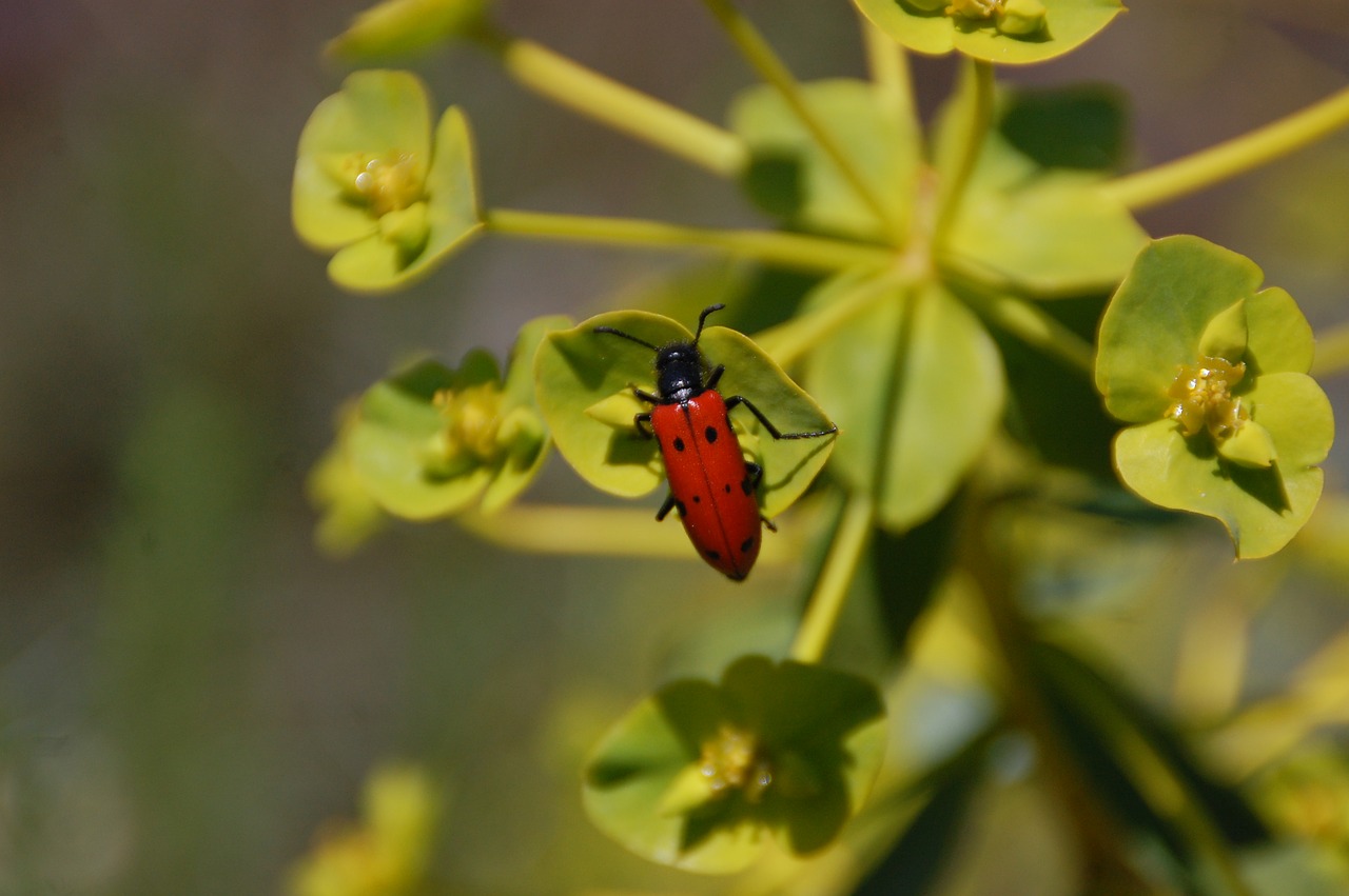 insect  nature  animals free photo