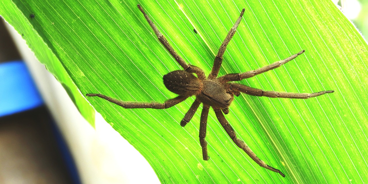 insect  spider  macro free photo