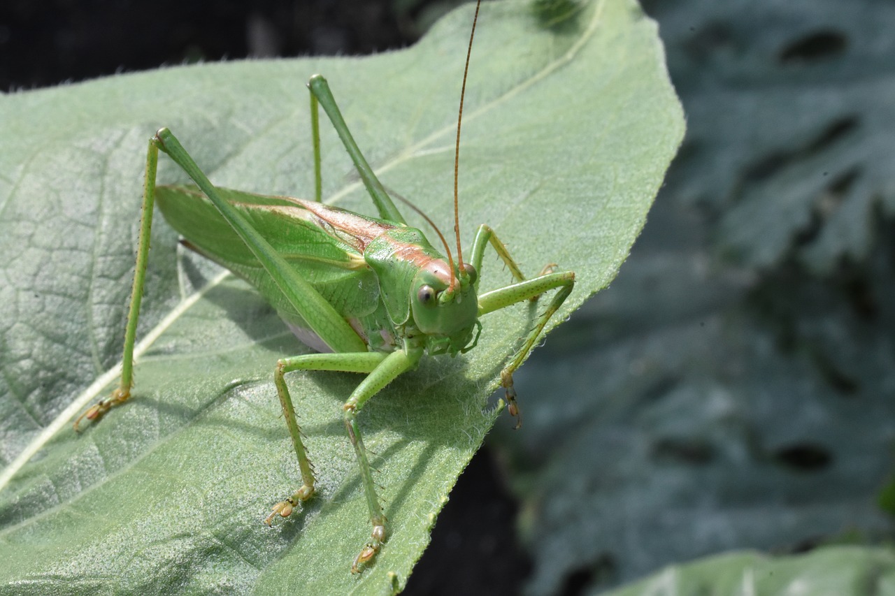 insect  green  grasshopper free photo