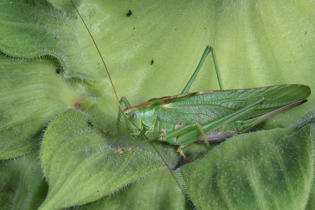 insect  green  grasshopper free photo