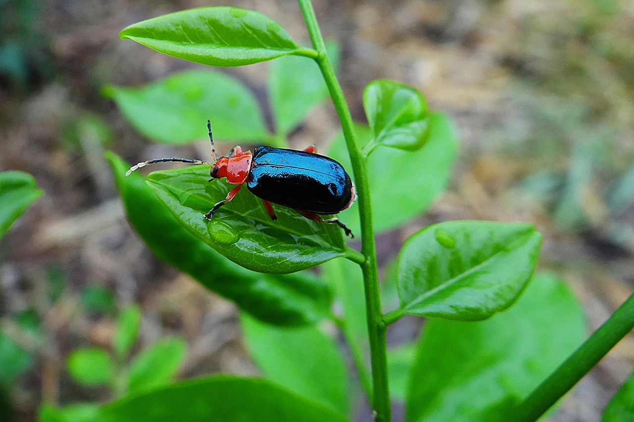 insect  red  blue free photo