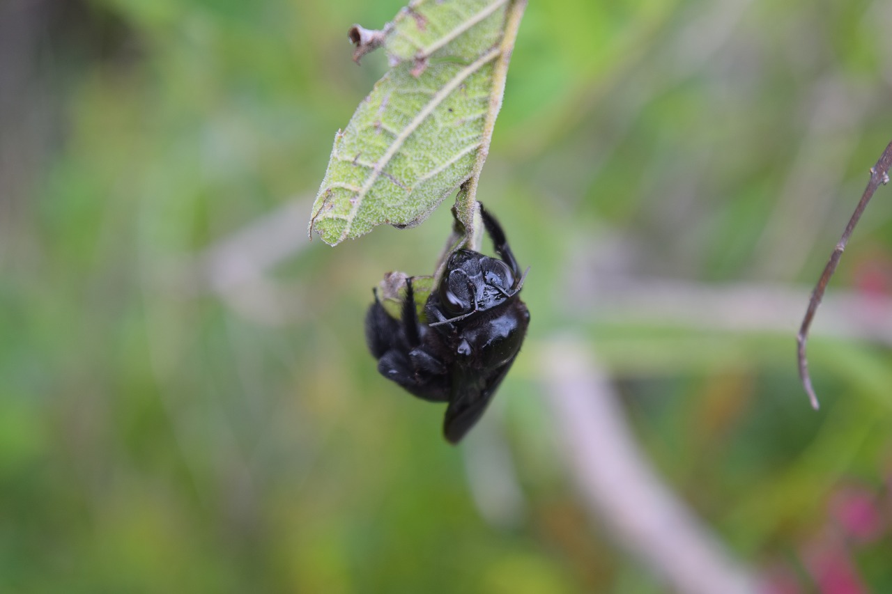 insect  nature  beetle free photo