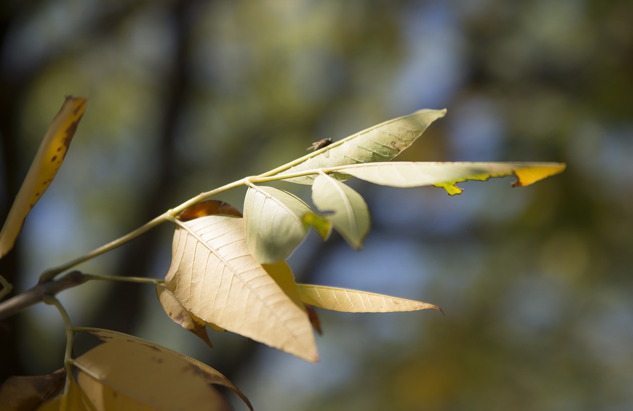 insect  plant  summer free photo