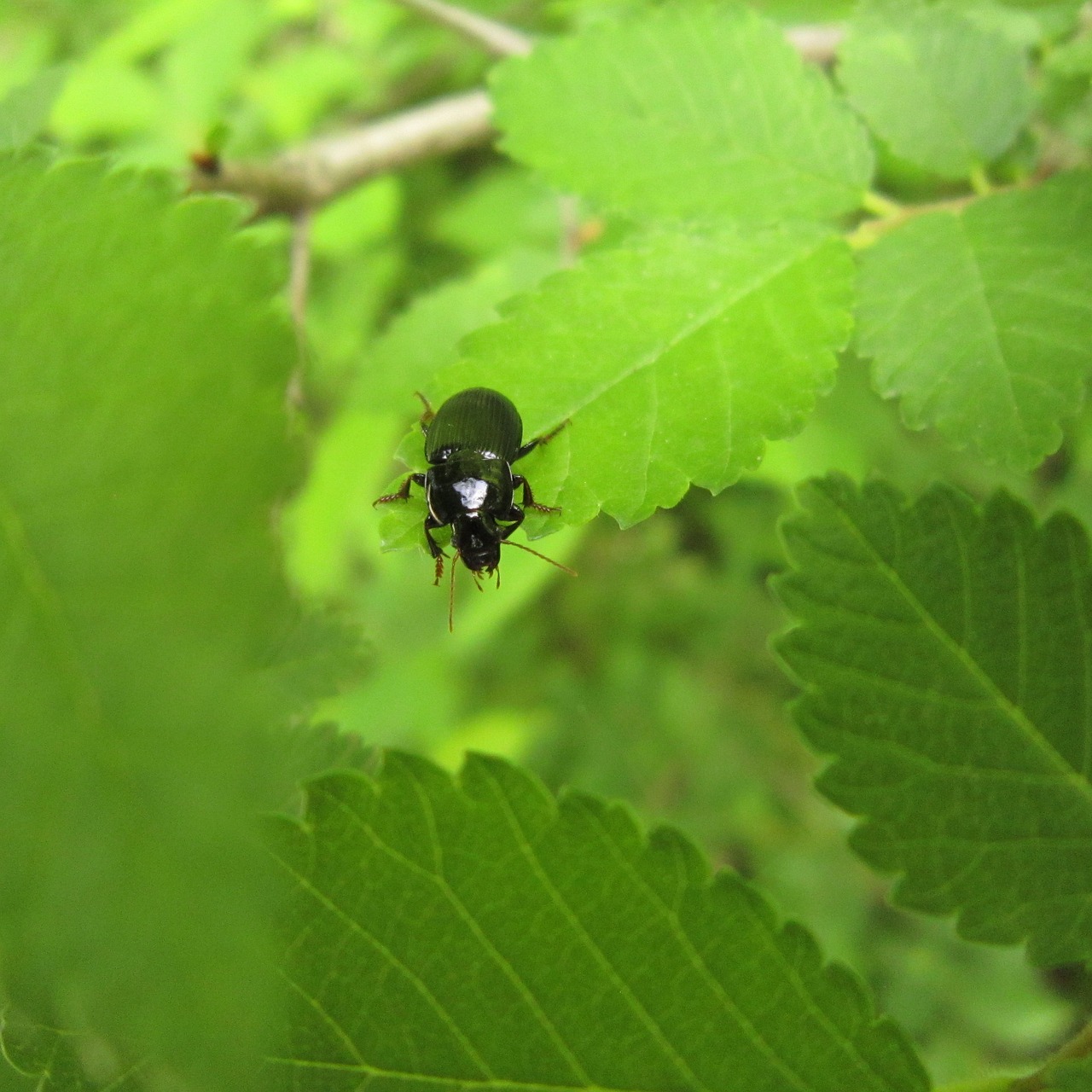 insect  bug  beetle free photo