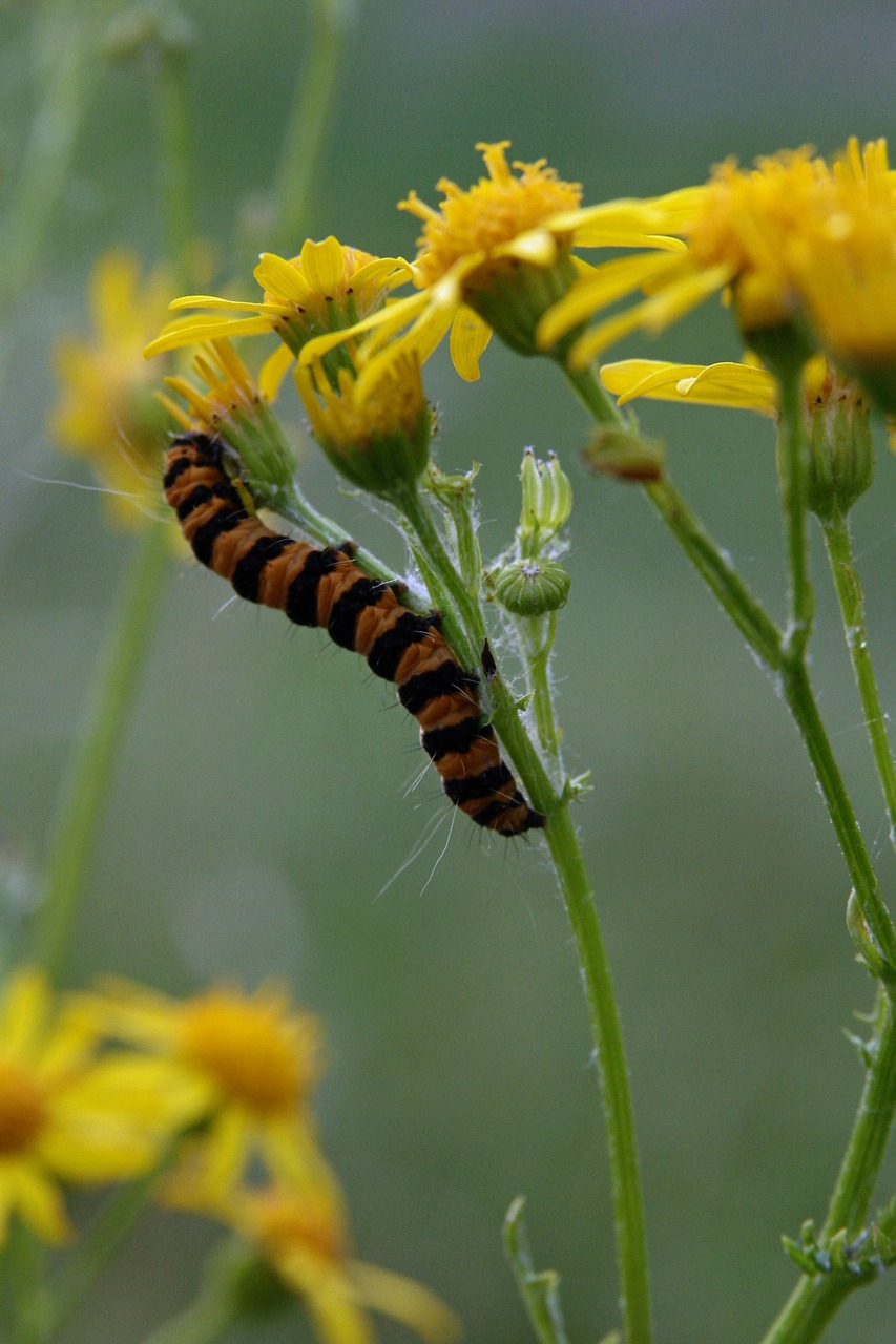 insect  caterpillar  flowers free photo