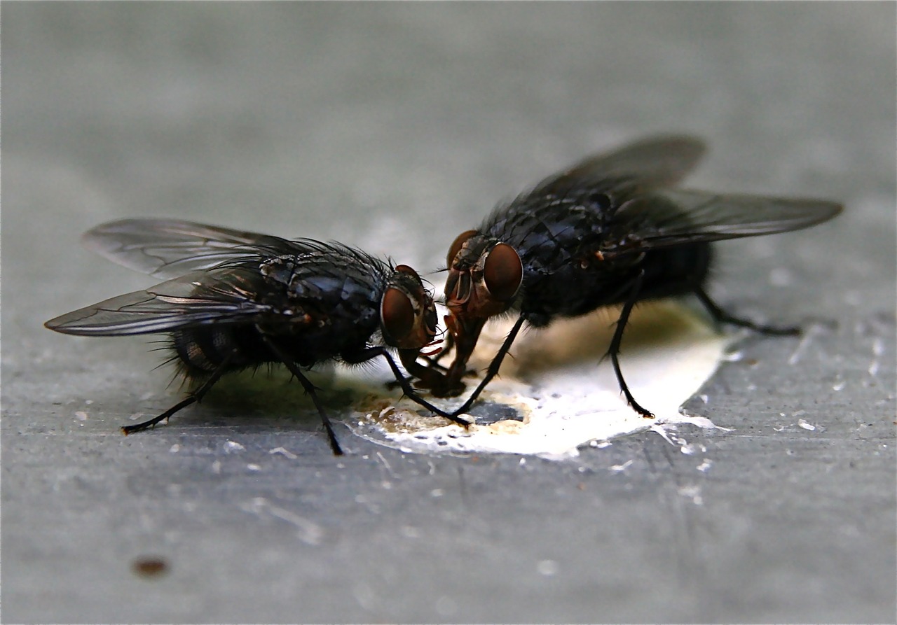 insect  flying  close up free photo