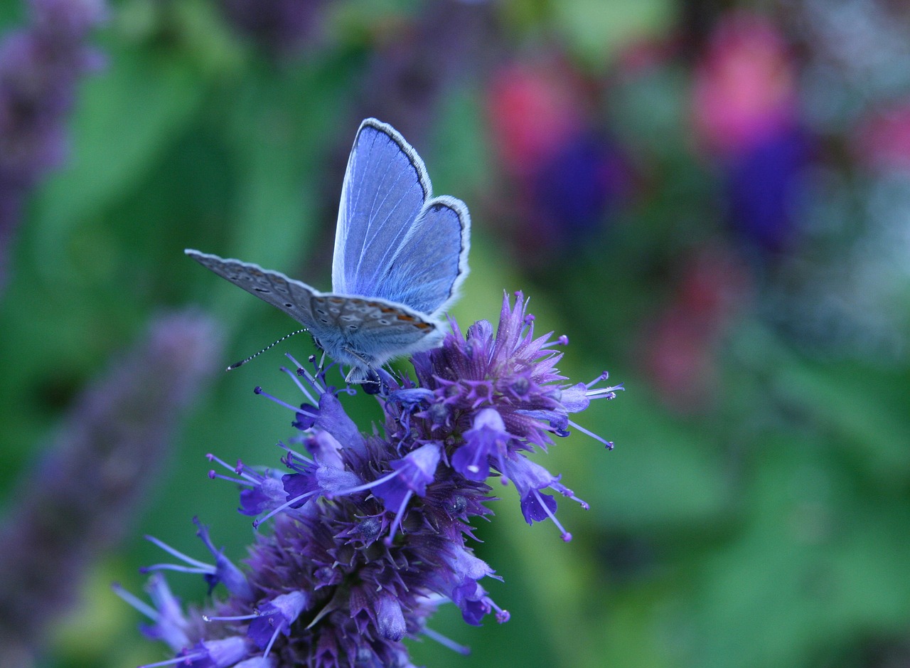insect  butterfly  common blue free photo
