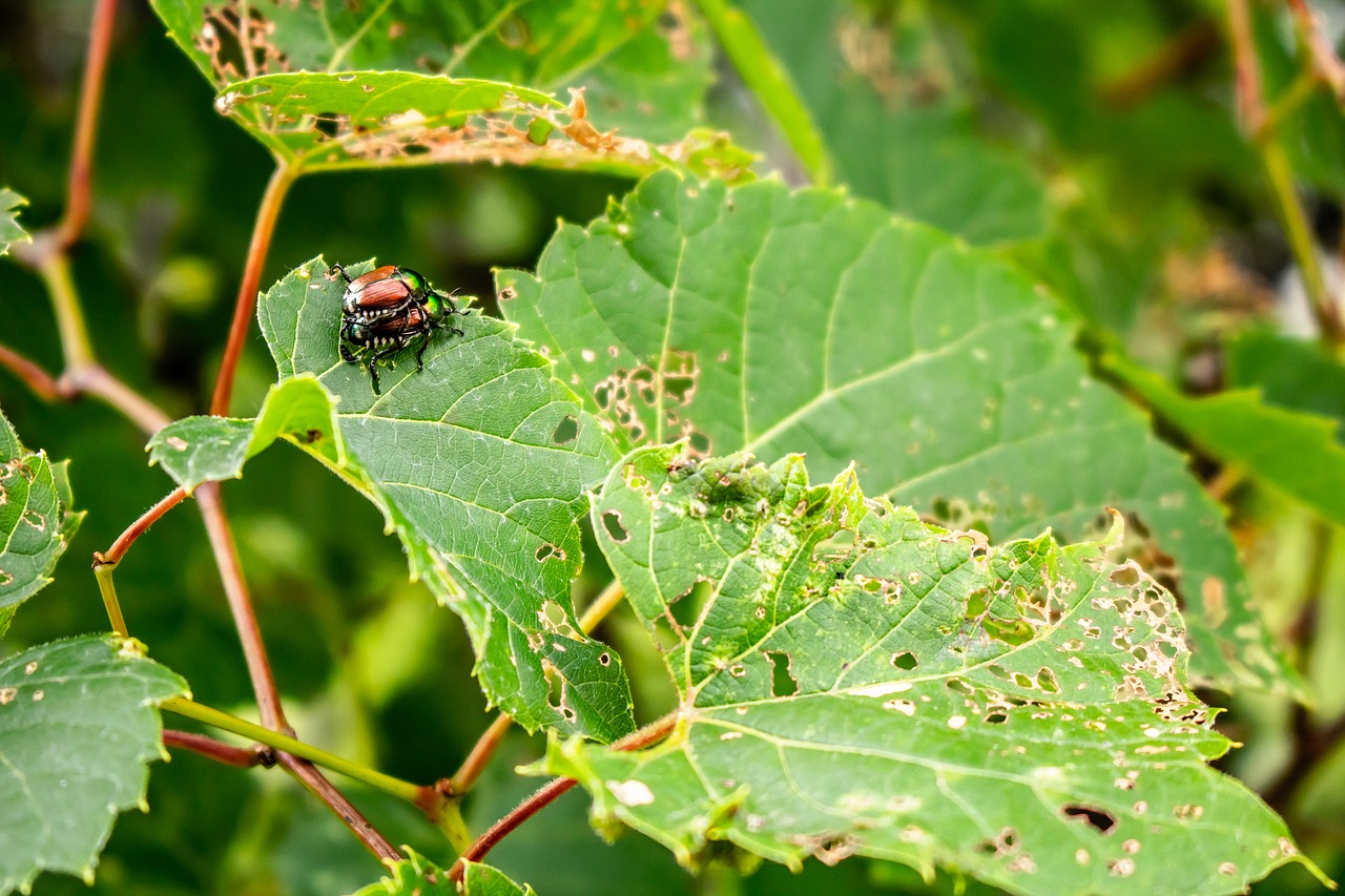 insect  nature  forest free photo