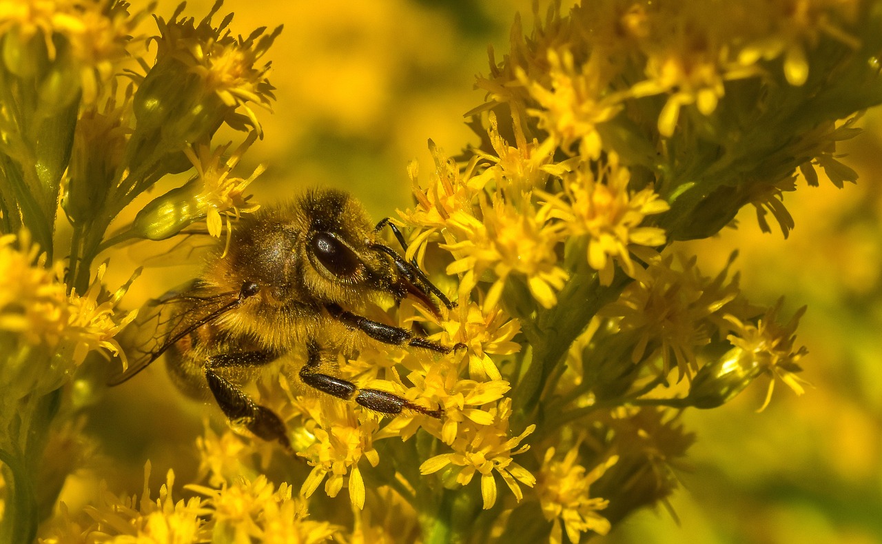 insect  yellow  flower free photo