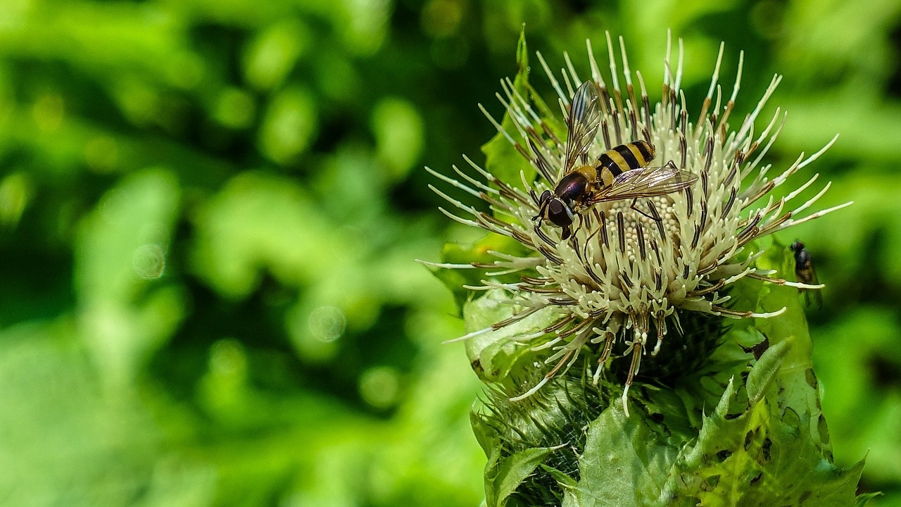 insect  macro  plant free photo