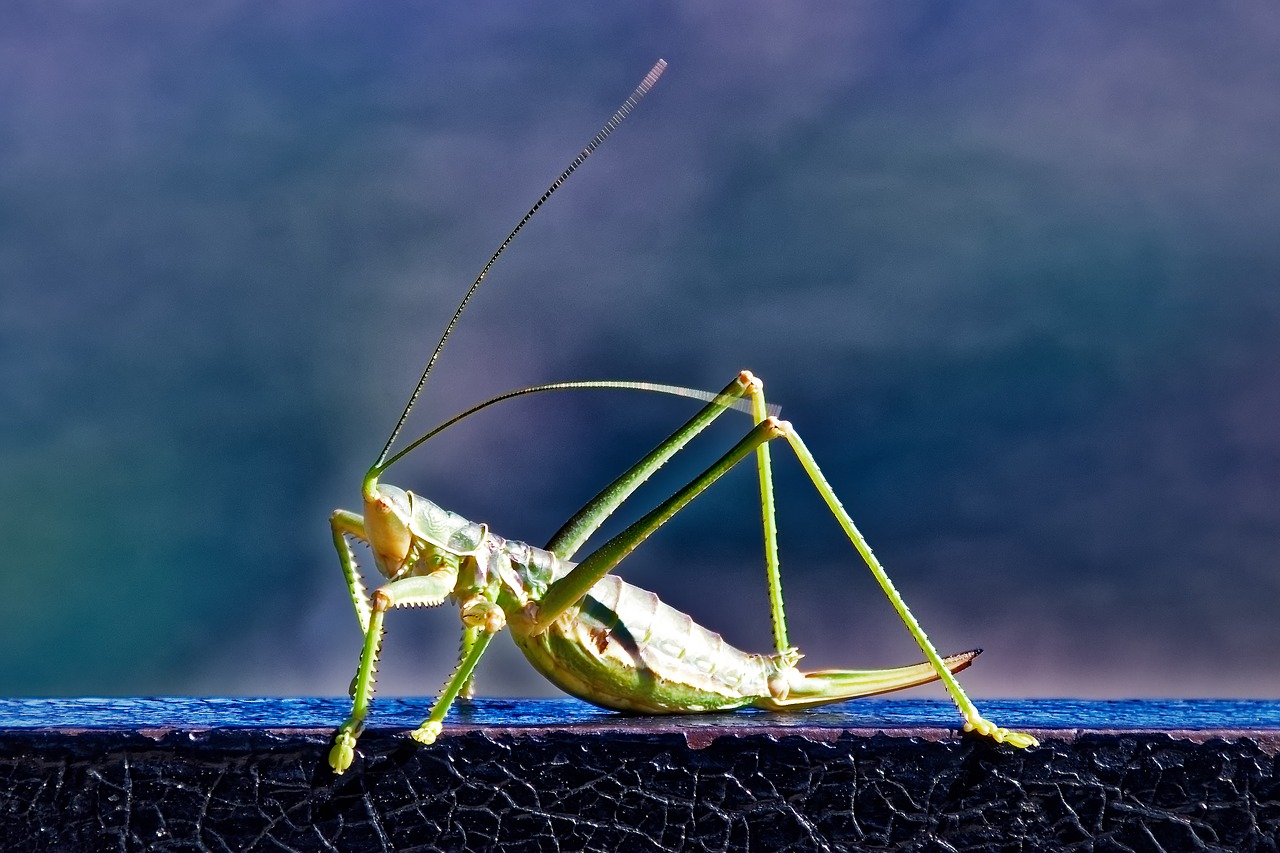 insect  grasshopper  close up free photo