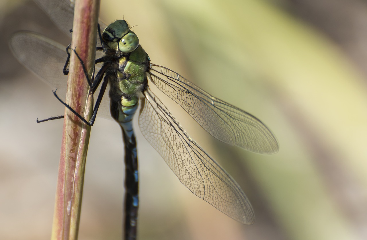 insect  dragonfly  nature free photo