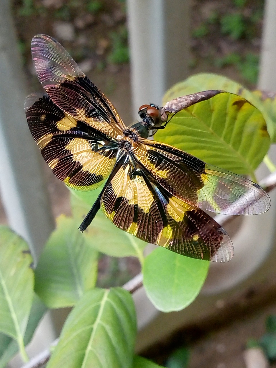 insect  dragonfly  big free photo