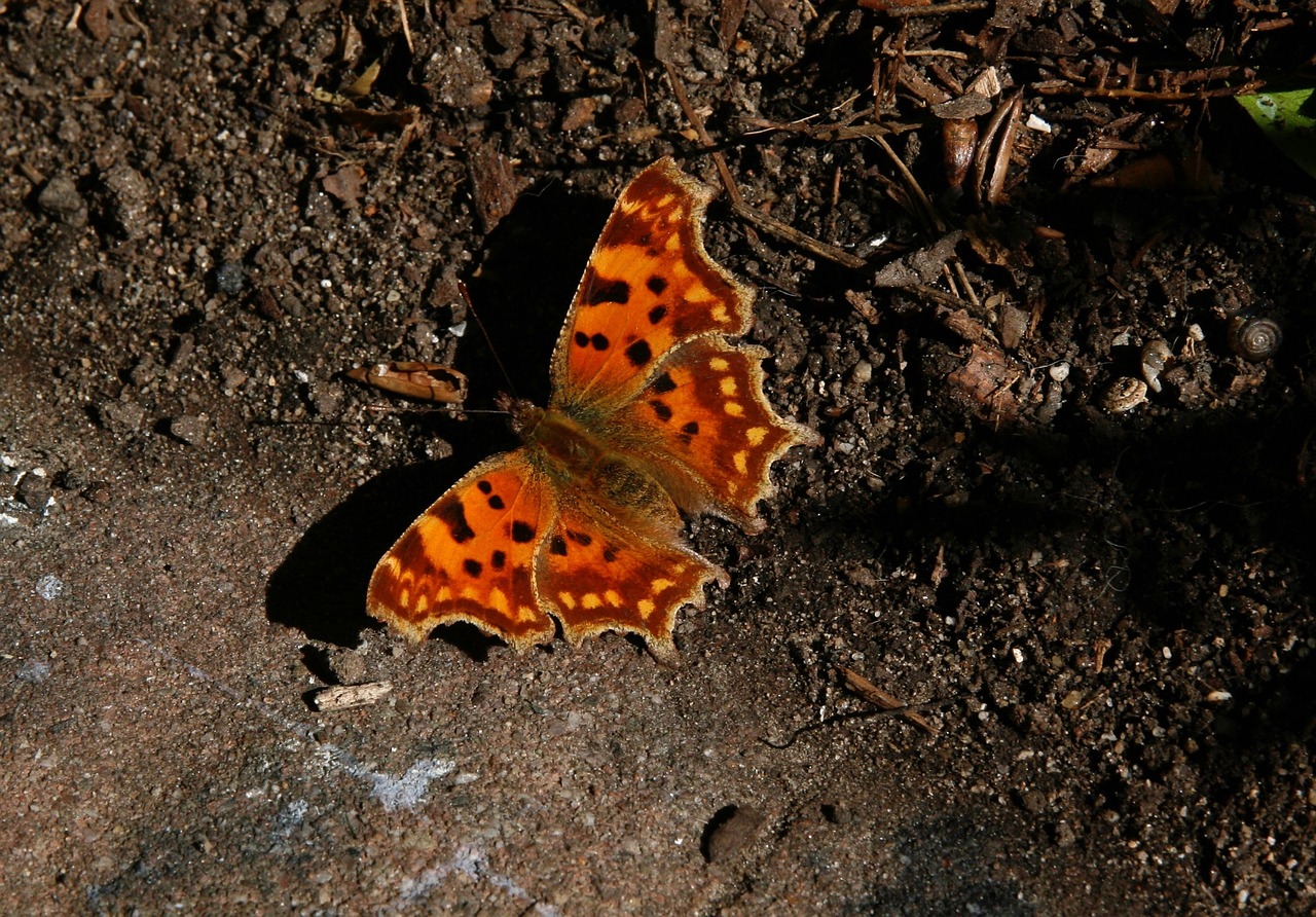 insect  butterfly  c falter free photo