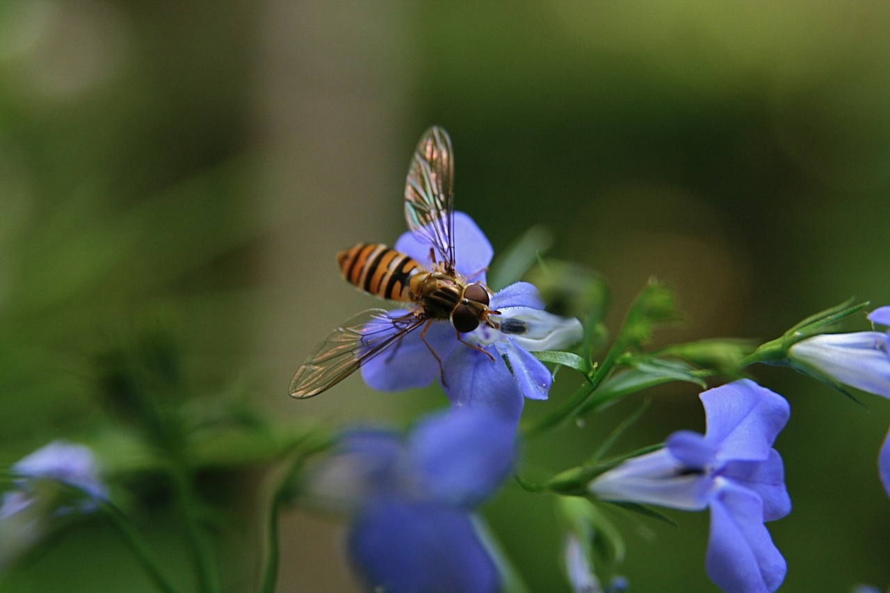 insect  hoverfly  flying free photo