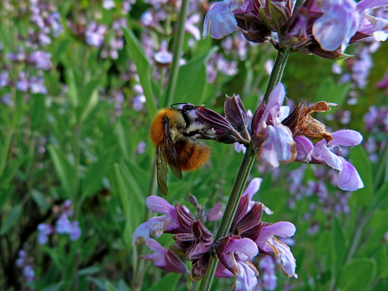 insect macro lavender free photo