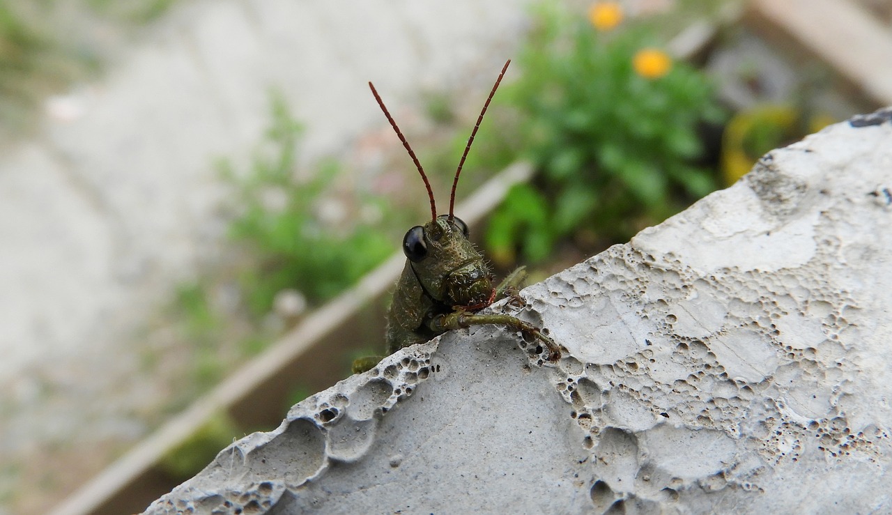 insect  cricket  colombia free photo