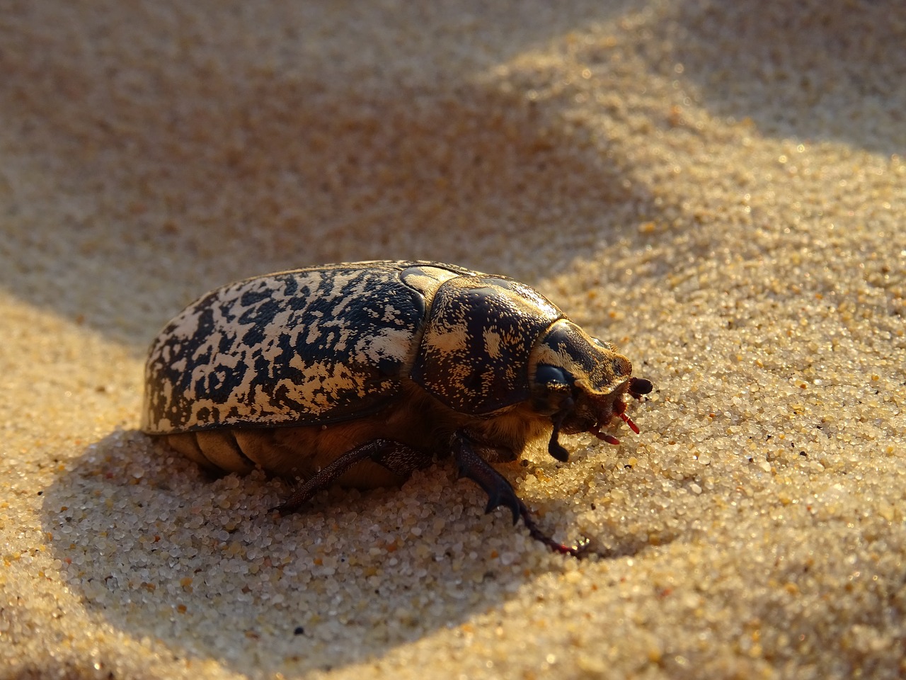 insect  sand  beach free photo