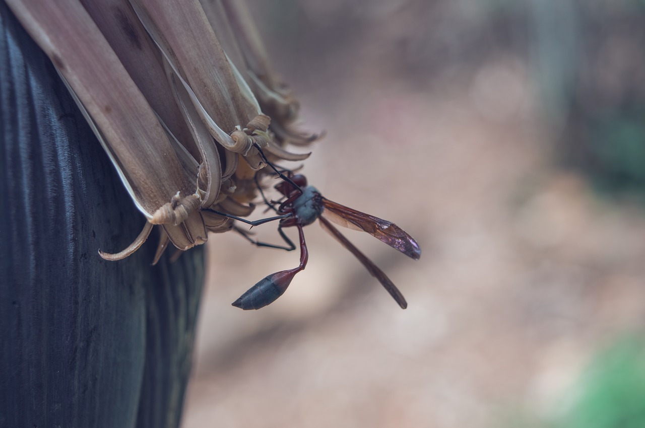 insect  nature  animal free photo