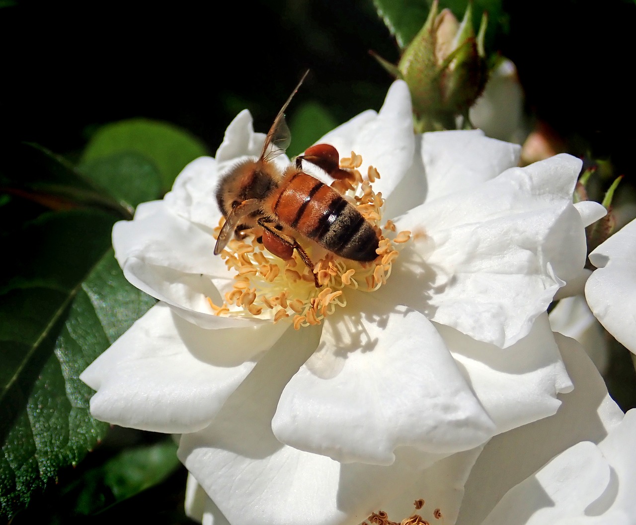 insect  bee  pollen free photo