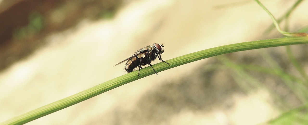 insect  macro  fly free photo