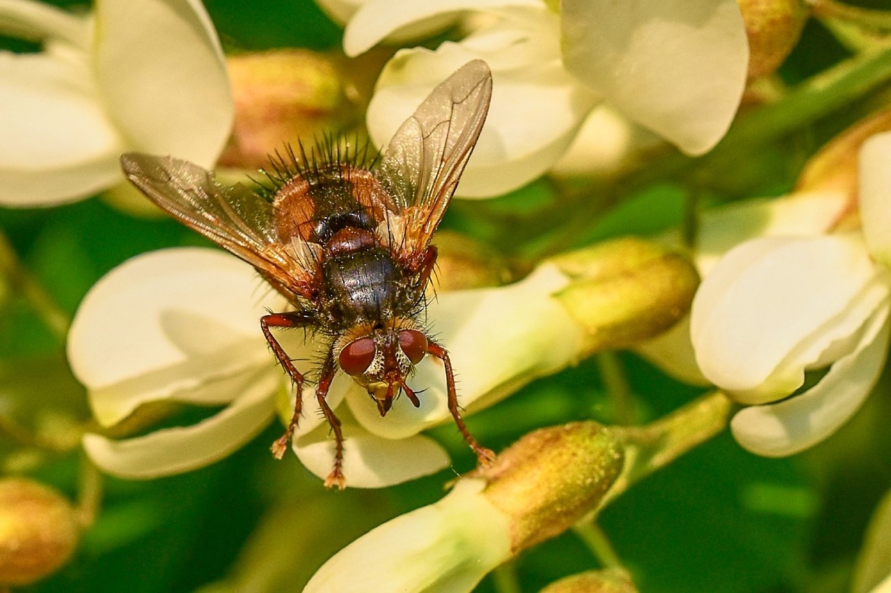 insect  fly  nature free photo