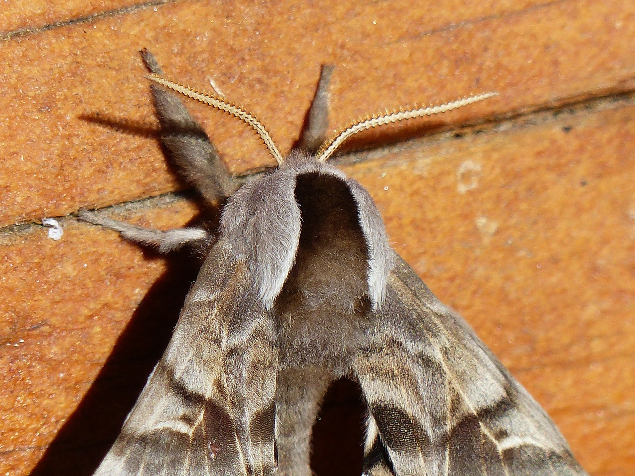 insect moth butterfly free photo