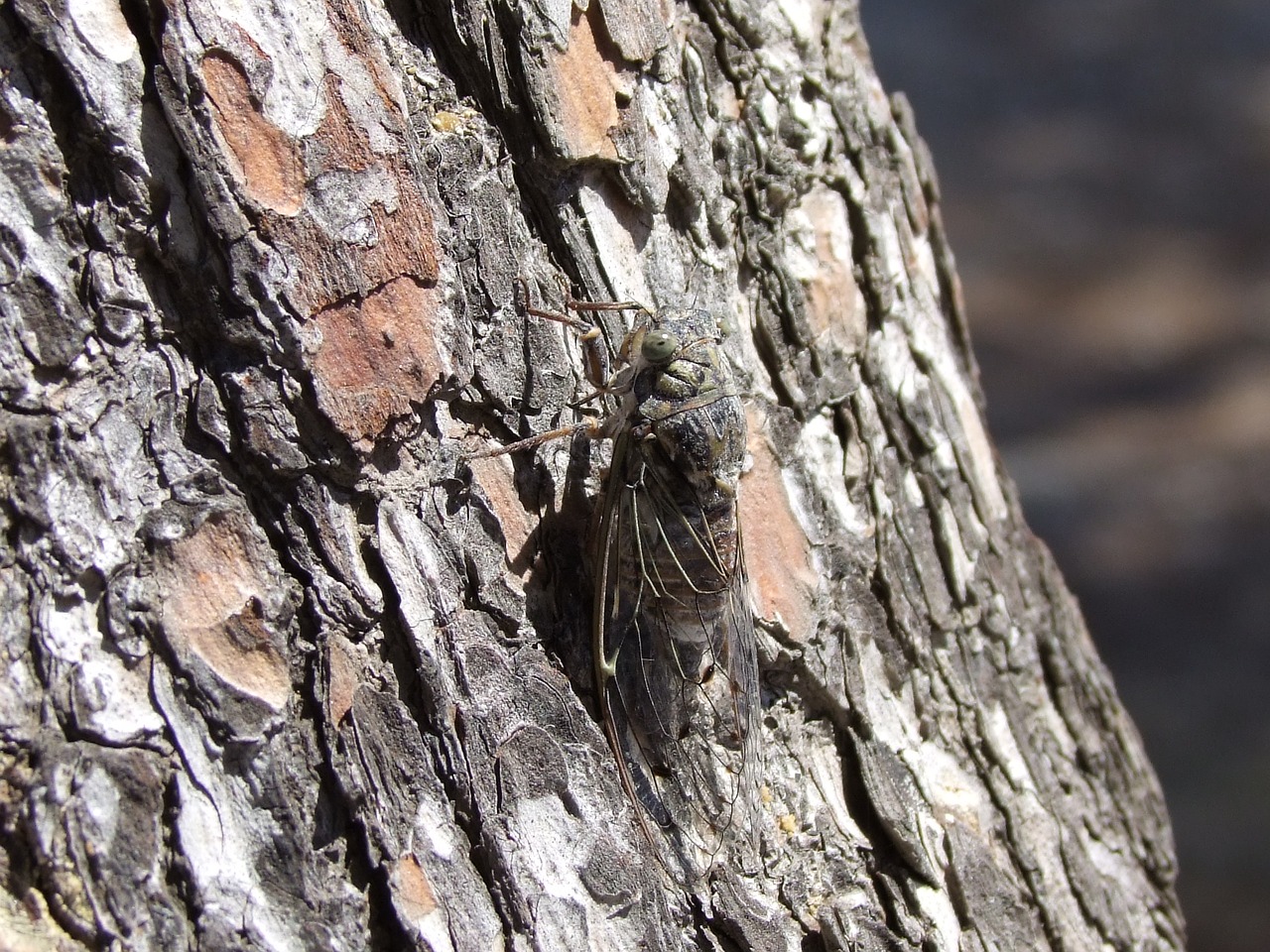 insect  tree  close up free photo