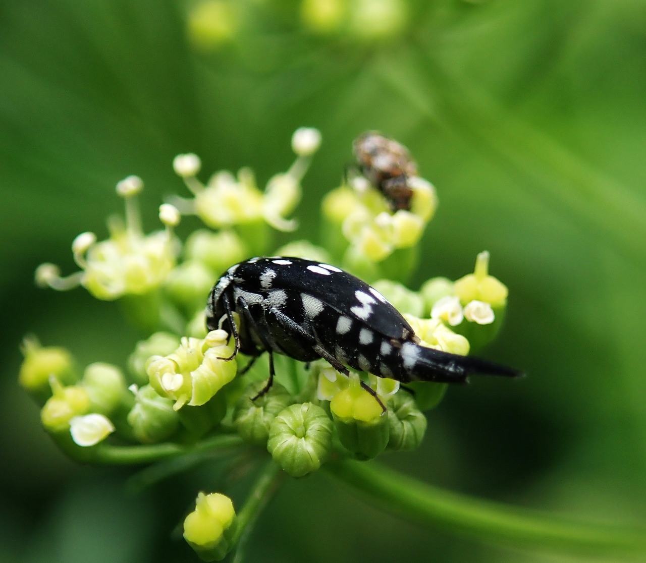 insect  strange  bug free photo