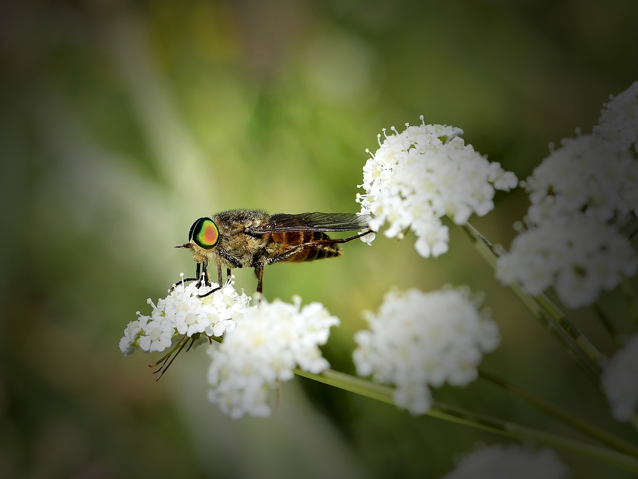 insect  gadfly  nature free photo