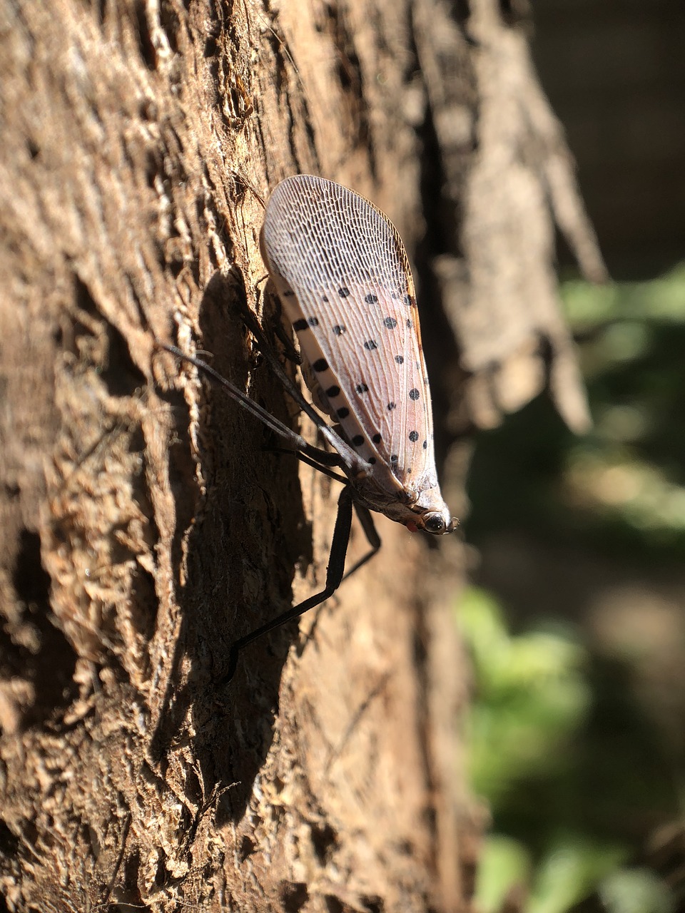 insect  nature  tree free photo