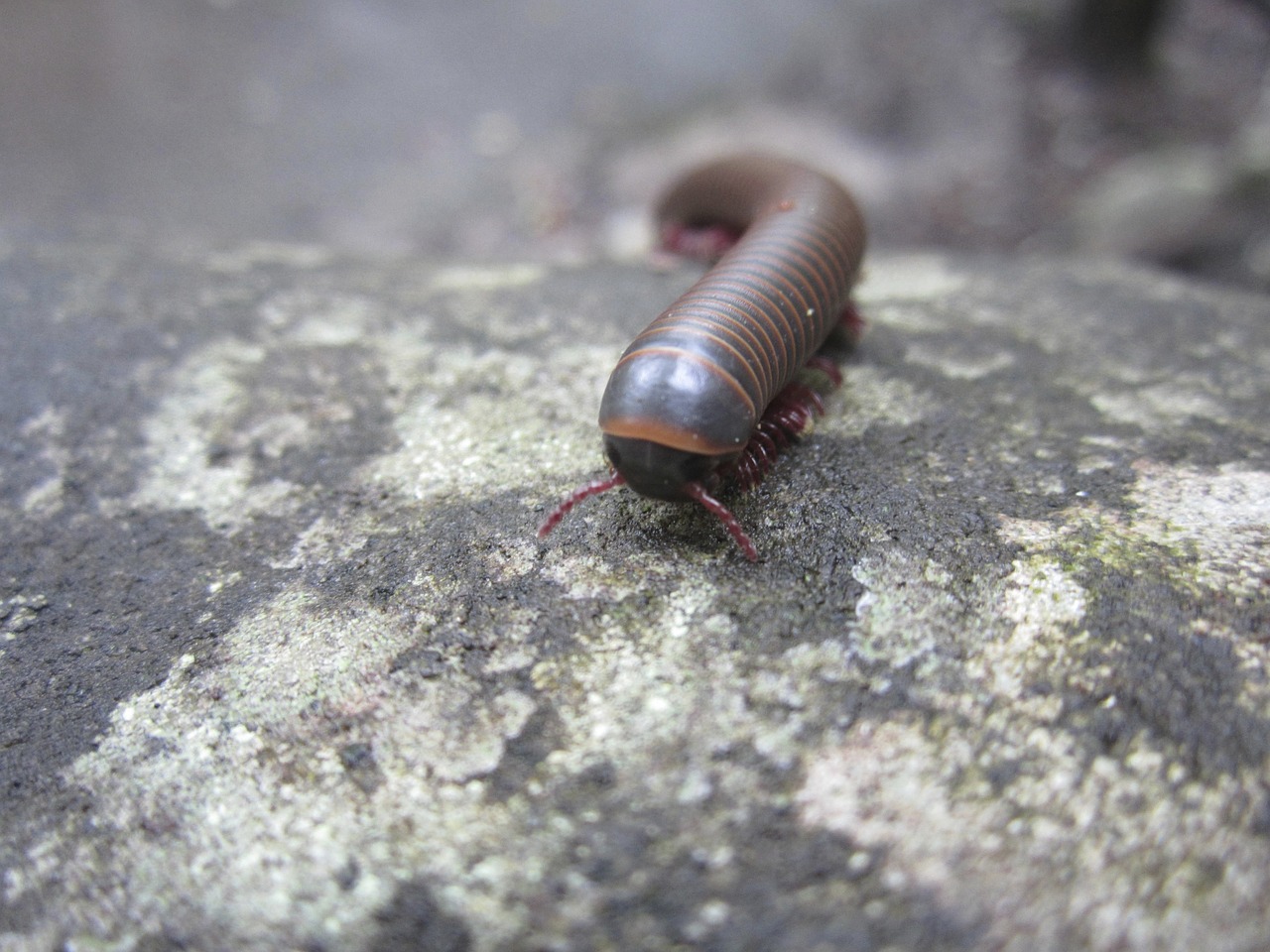 insect  millipede  nature free photo
