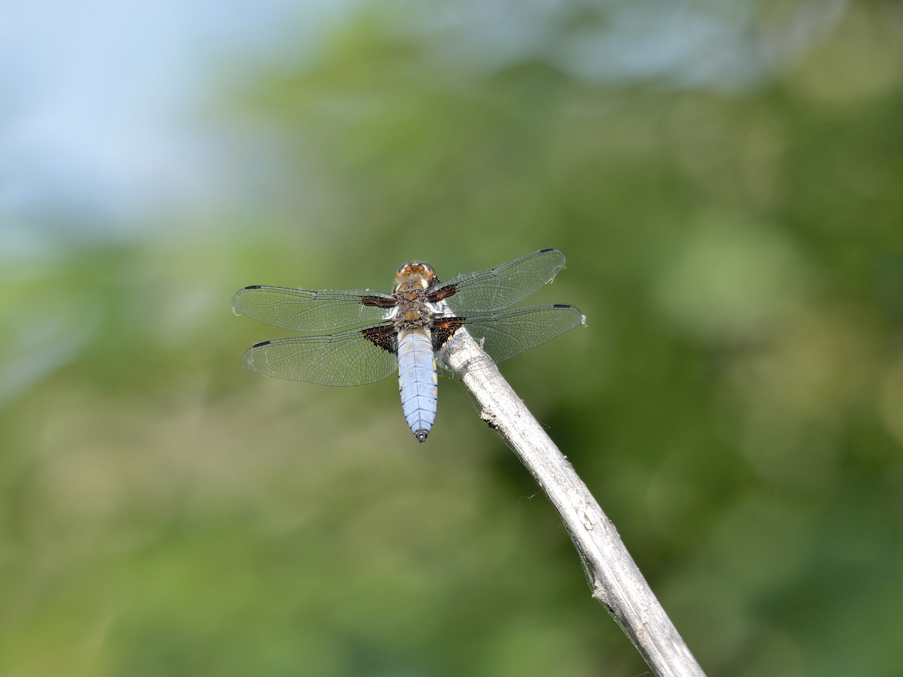 insect  dragonfly  nature free photo