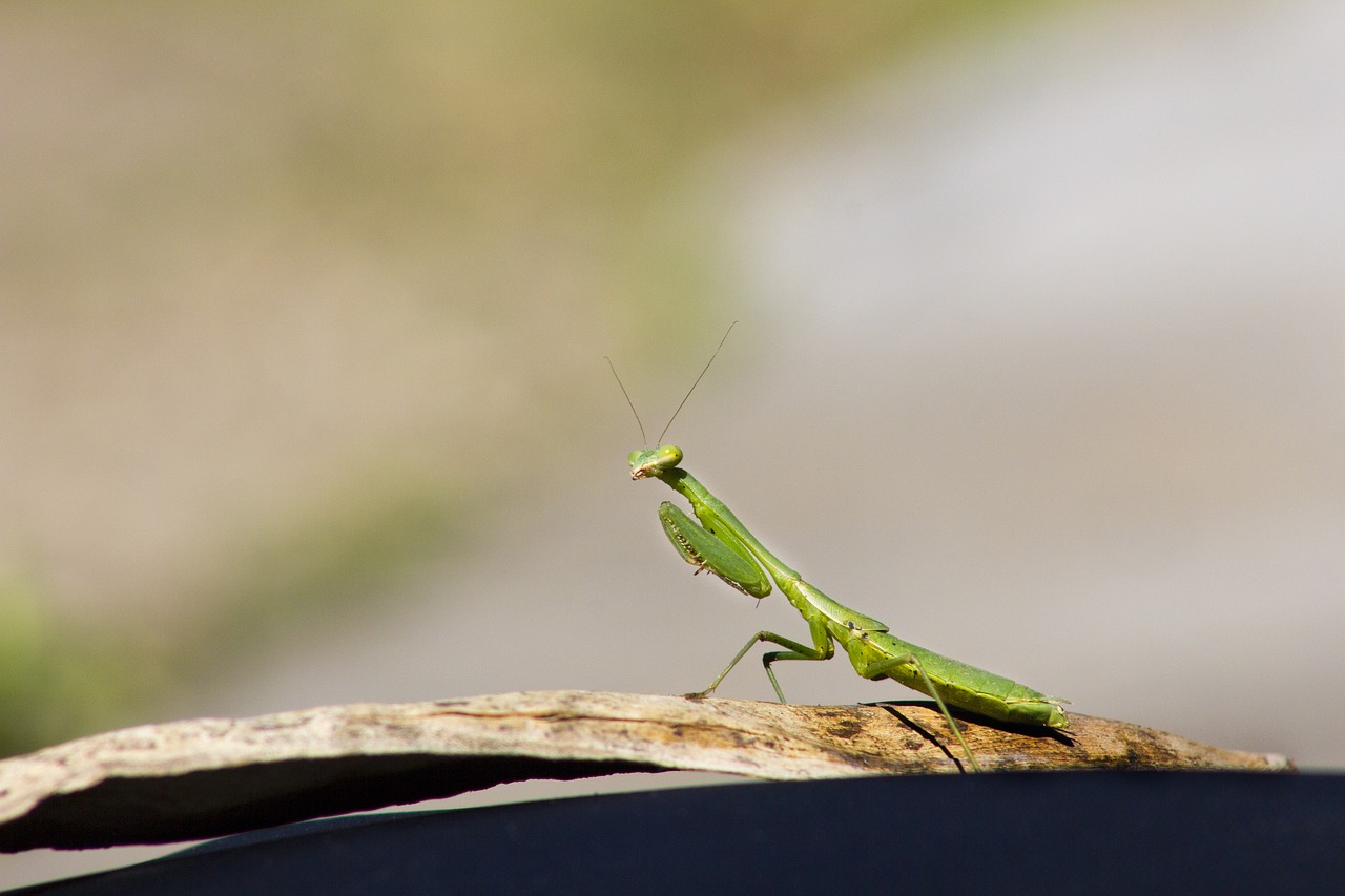 insect  mantis  green free photo