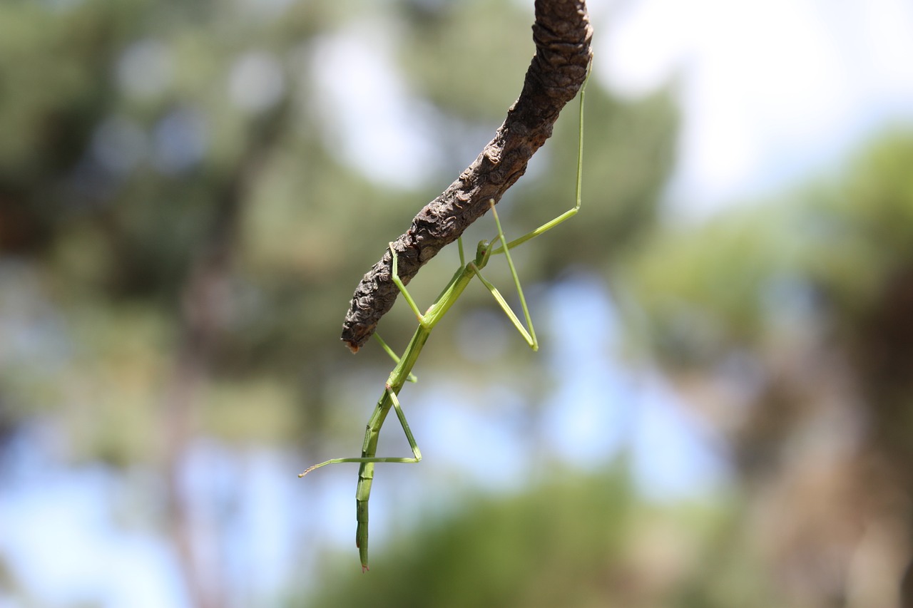 insect  nature  stick insect free photo