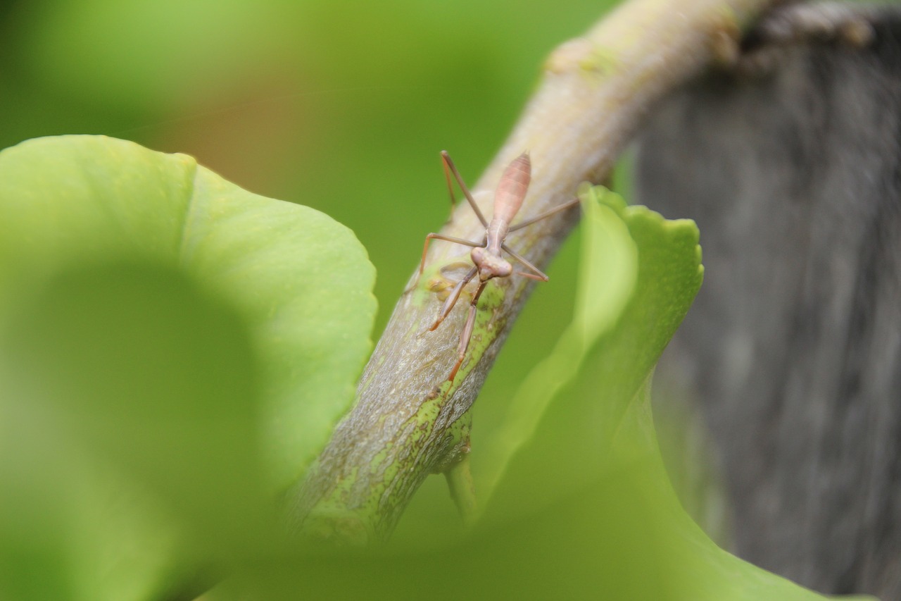 insect  praying mantis  nature free photo