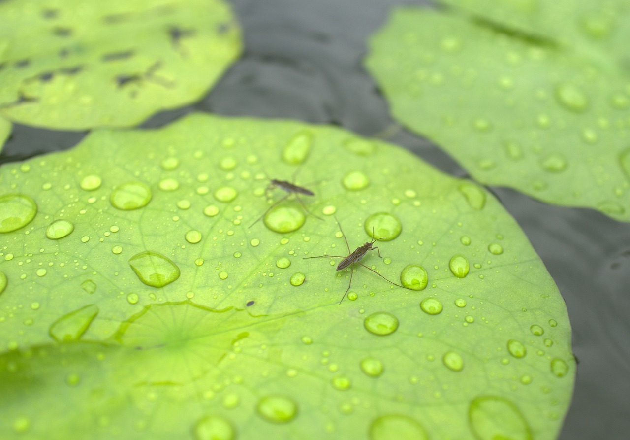 insect  lotus  green free photo