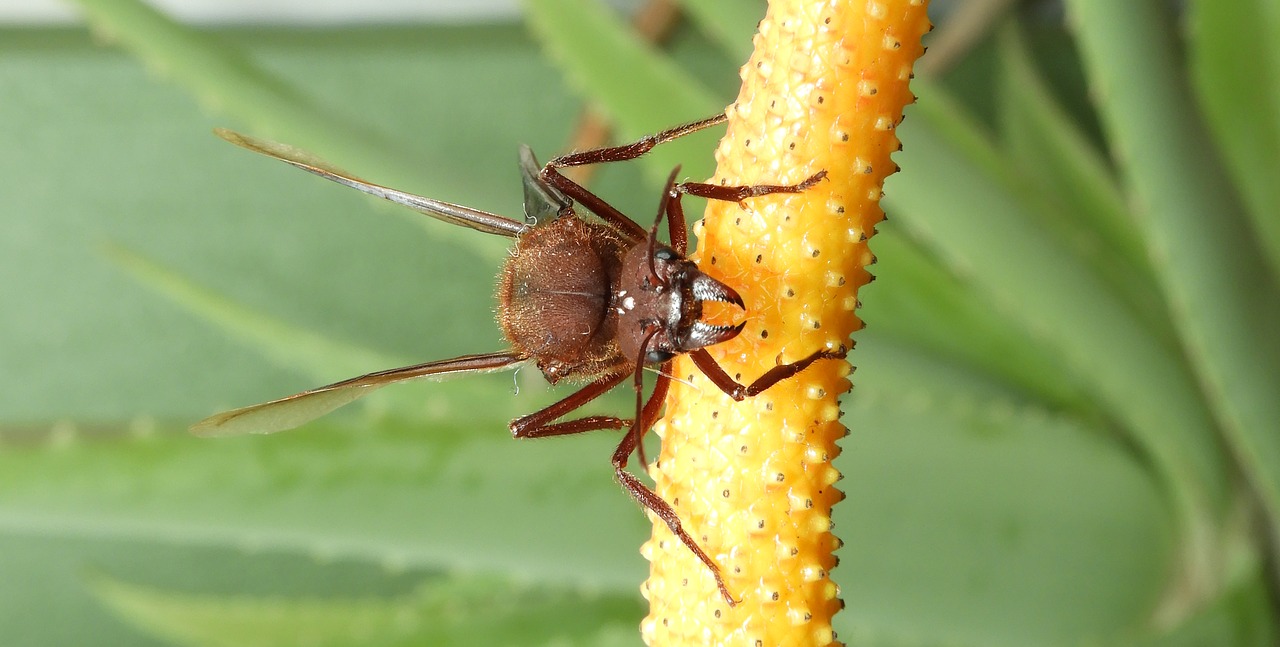 insect  nature  macro free photo