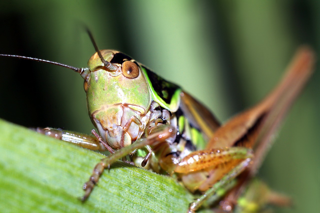 insect  macro  nature free photo