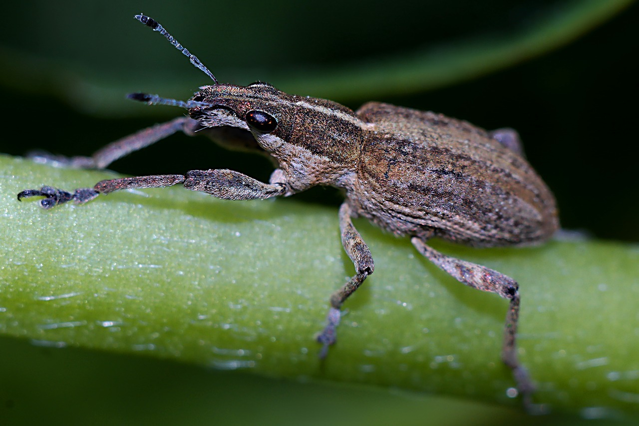 insect  macro  nature free photo